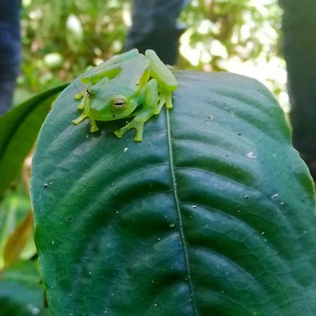 Cabanas Las Orquideas Zapotal  ภายนอก รูปภาพ