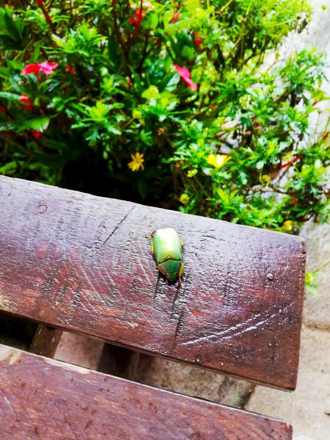 Cabanas Las Orquideas Zapotal  ภายนอก รูปภาพ