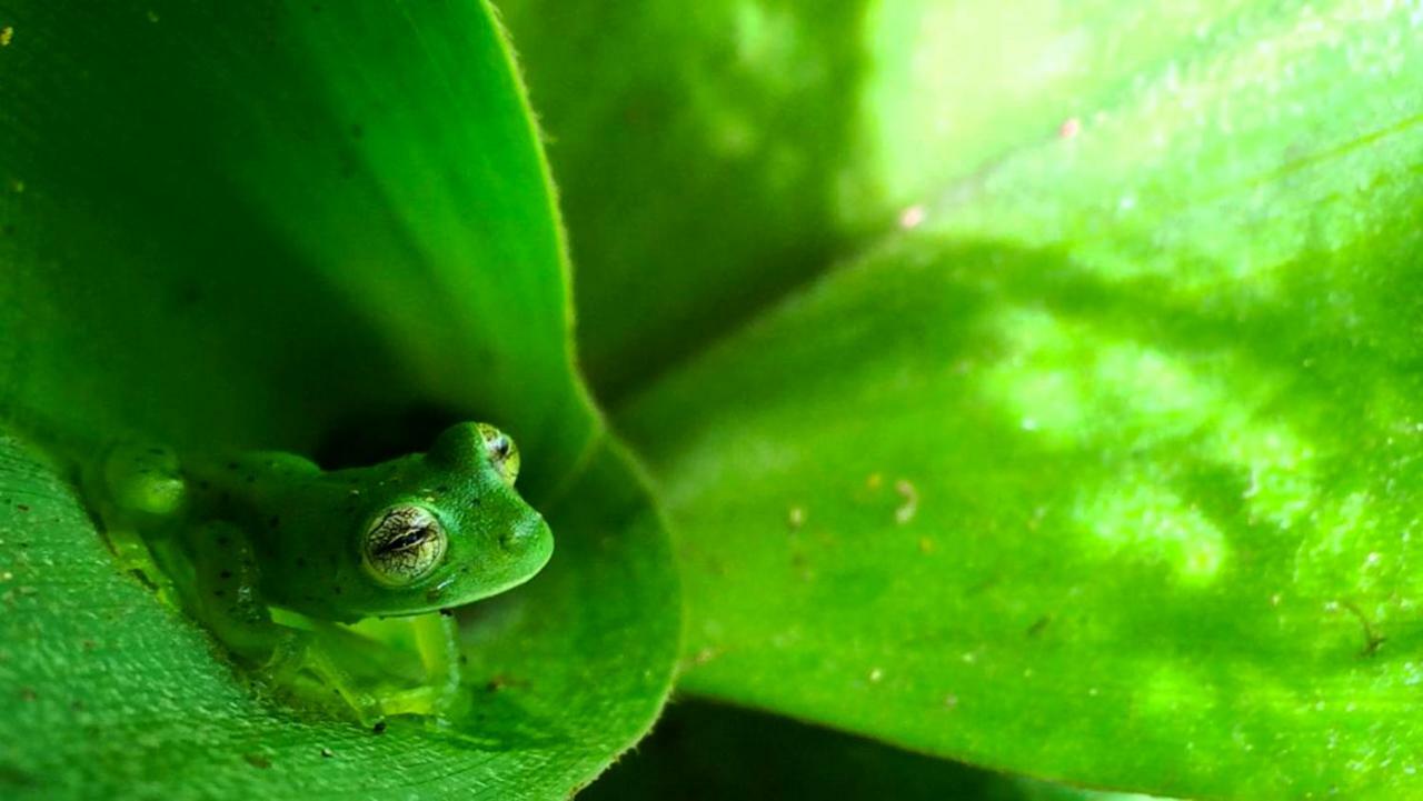 Cabanas Las Orquideas Zapotal  ภายนอก รูปภาพ