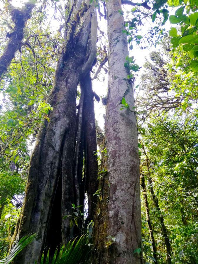 Cabanas Las Orquideas Zapotal  ภายนอก รูปภาพ