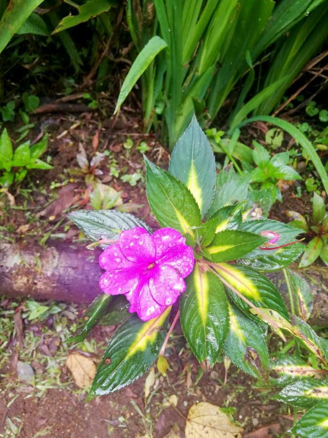 Cabanas Las Orquideas Zapotal  ภายนอก รูปภาพ