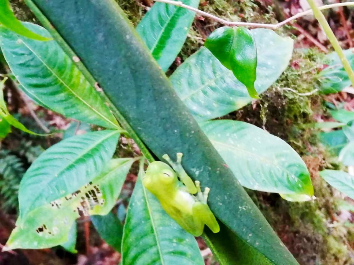 Cabanas Las Orquideas Zapotal  ภายนอก รูปภาพ