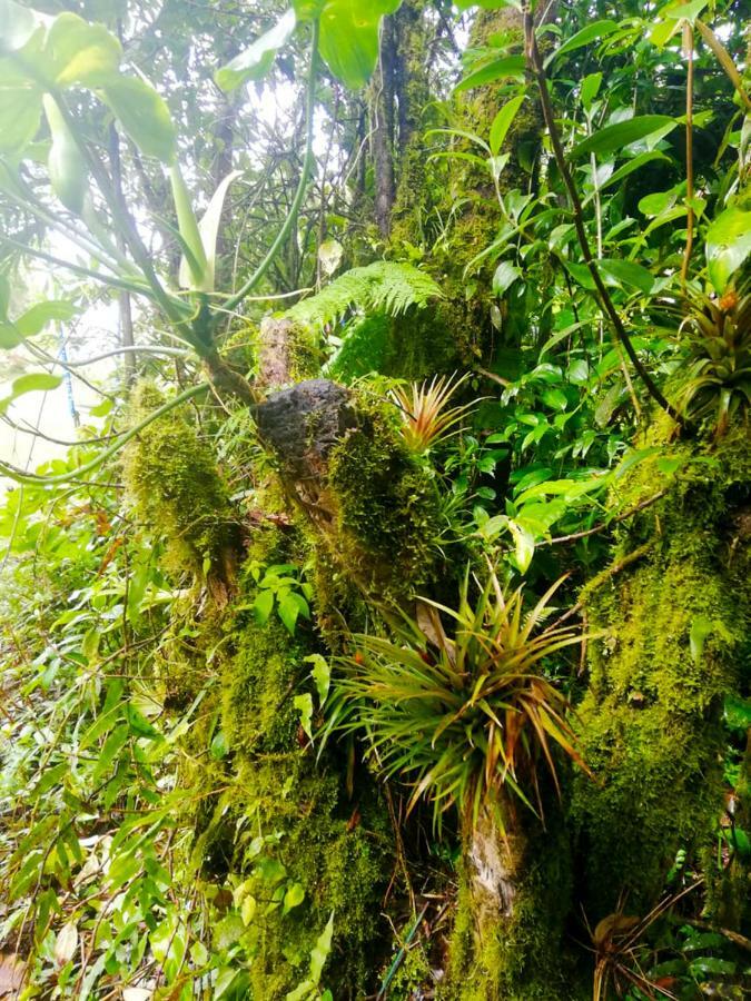 Cabanas Las Orquideas Zapotal  ภายนอก รูปภาพ